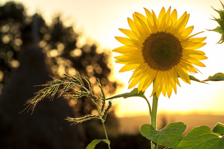 sunflower at sunset